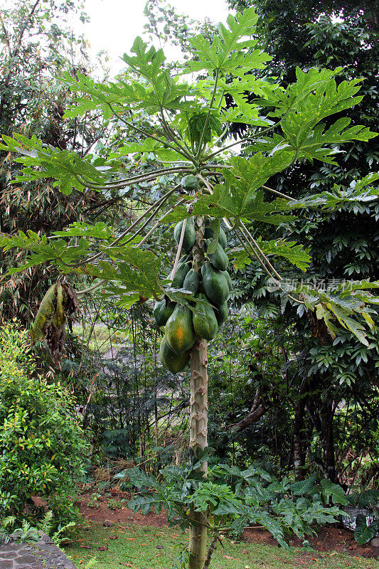 印度尼西亚:弗洛雷斯的Belimbing Sayur树